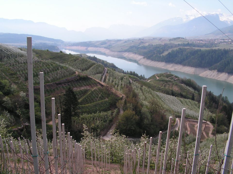 Melinda y el Trentino a España - Manzanos en el Valle di Non
